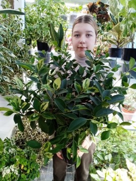 Фикус Retusa Mutabilis (Microcarpa Yellow Margin)